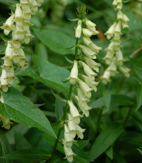 Digitalis lutea
